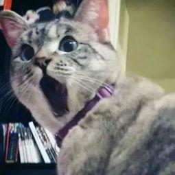 娱乐吃瓜君猫咪,猫咪视角下的娱乐圈风云录
