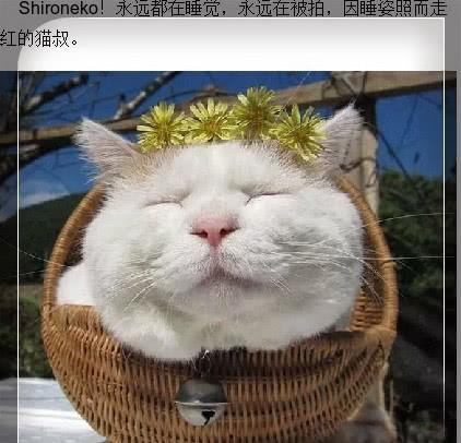 娱乐吃瓜君猫咪,猫咪视角下的娱乐圈风云录