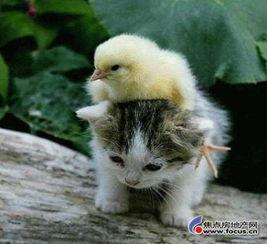 娱乐吃瓜君猫咪,猫咪视角下的娱乐圈风云录