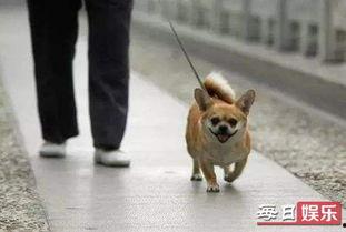 娱乐吃瓜养狗视频,娱乐视频中的宠物生活揭秘
