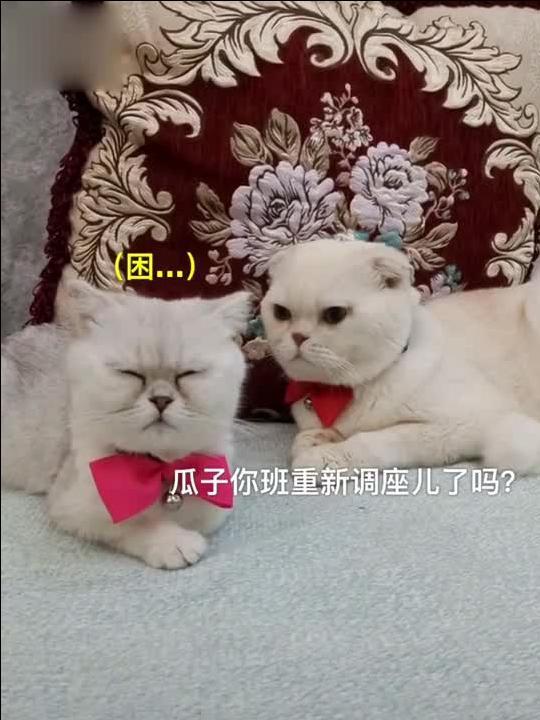 娱乐吃瓜君刘二豆,从萌宠网红到娱乐吃瓜界的明星