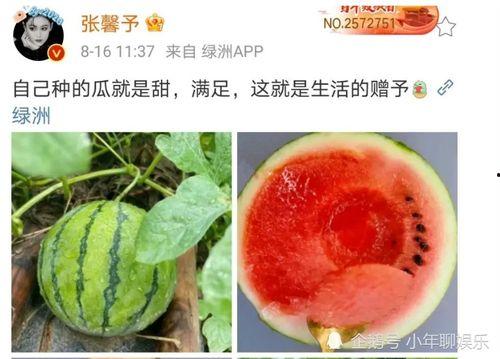 娱乐圈吃瓜料,揭秘明星幕后真相与争议事件