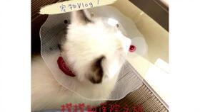 娱乐吃瓜酱宠物疫苗本,守护毛孩子健康的必备知识
