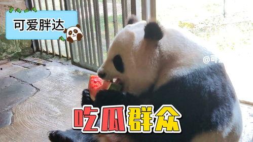 娱乐吃瓜大熊猫视频下载,萌态可掬萌翻网友