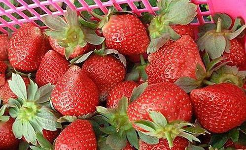 娱乐吃瓜酱草莓