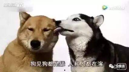 娱乐吃瓜酱舔狗,娱乐界的甜蜜苦涩