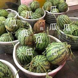 娱乐剪辑吃瓜,吃瓜群众深度解析热门剪辑事件